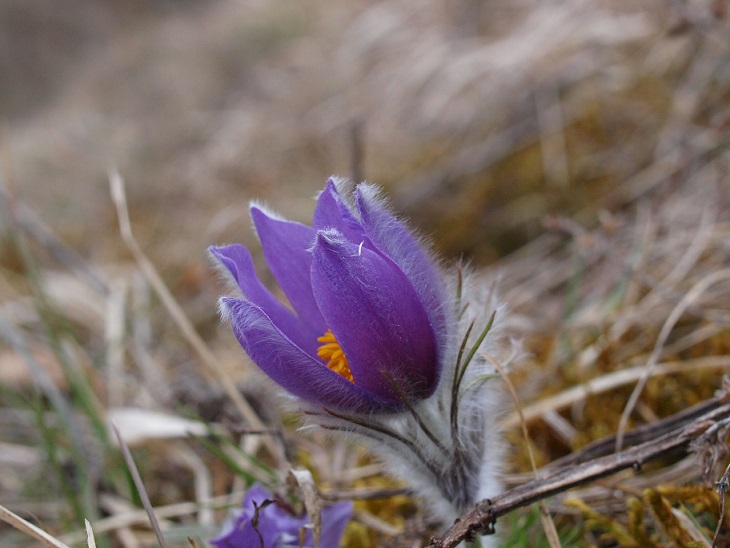 Pulsatilla kleiner.jpg