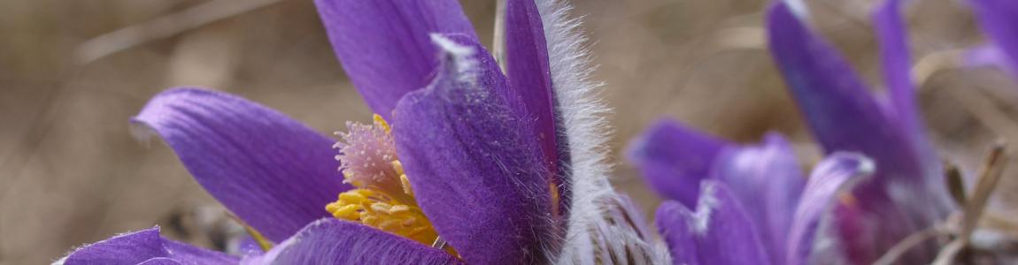 Pulsatilla